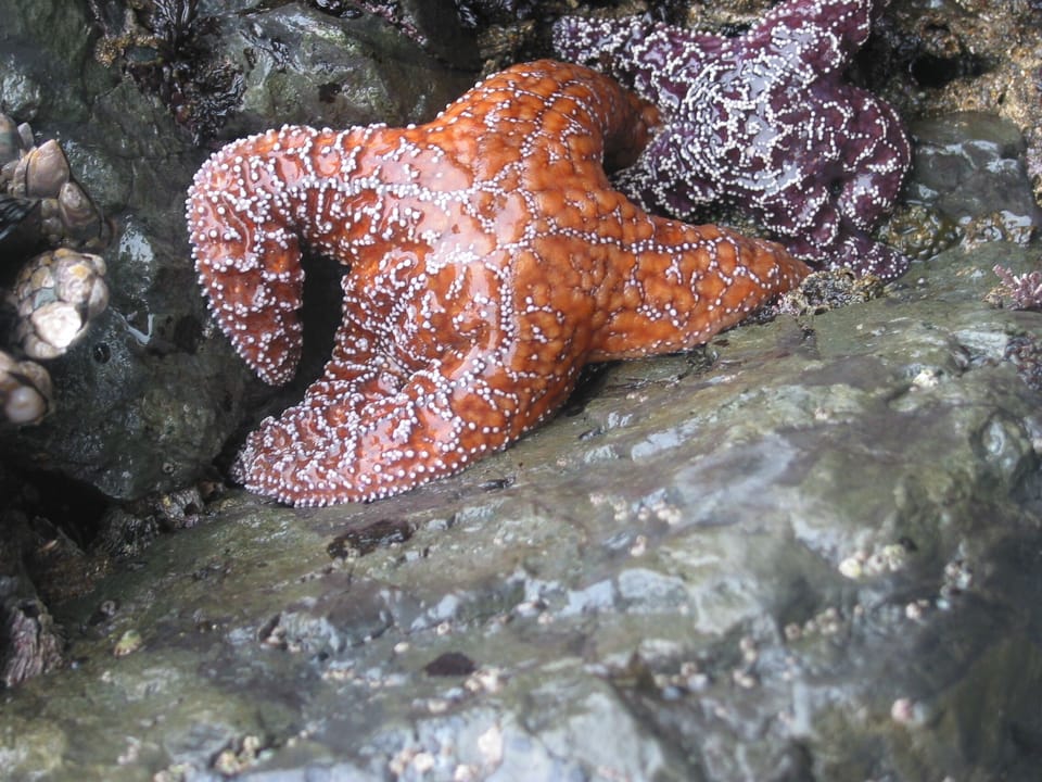 Tide pools on Irish Beach