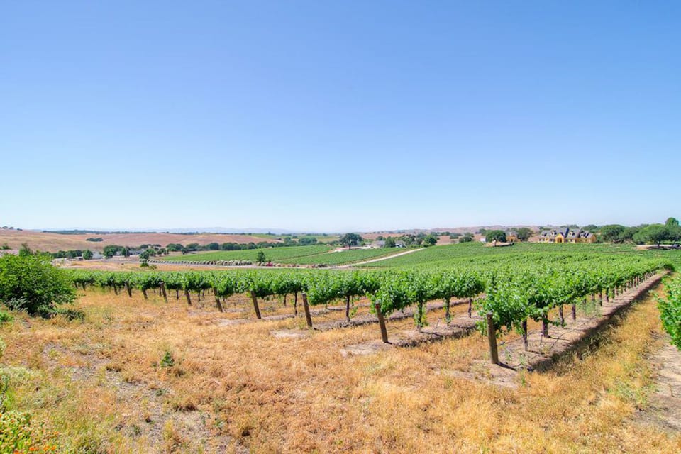 Active vineyard surrounding the house with fruit supplied to Tobin James winery.