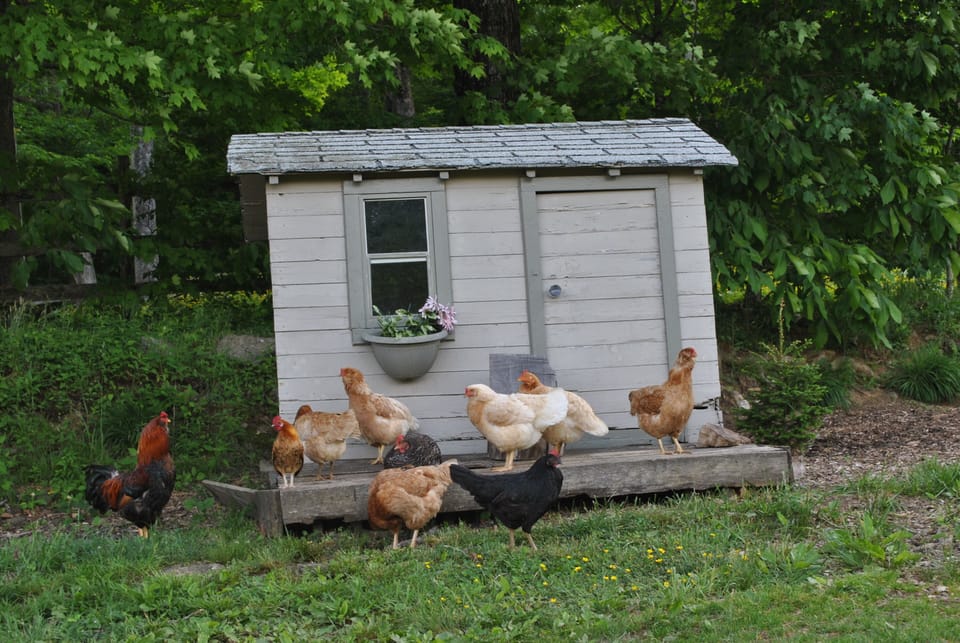 Feeding the flock of chickens, ducks, turkeys, etc. is a highlight of the day.