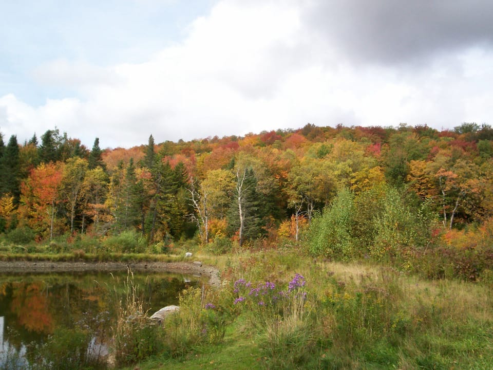 Fall foliage around the pond