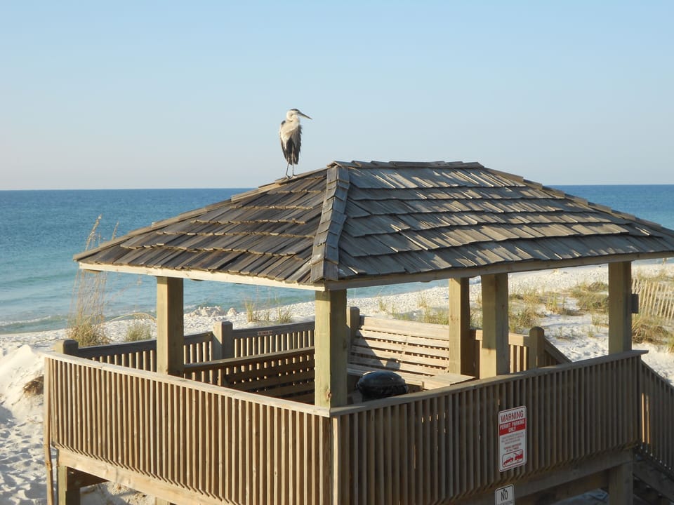 Bird Watching From the Deck