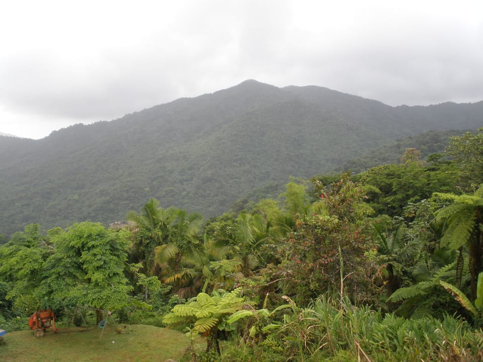 The Rain Forest from afar.
Only one in the Carribean!