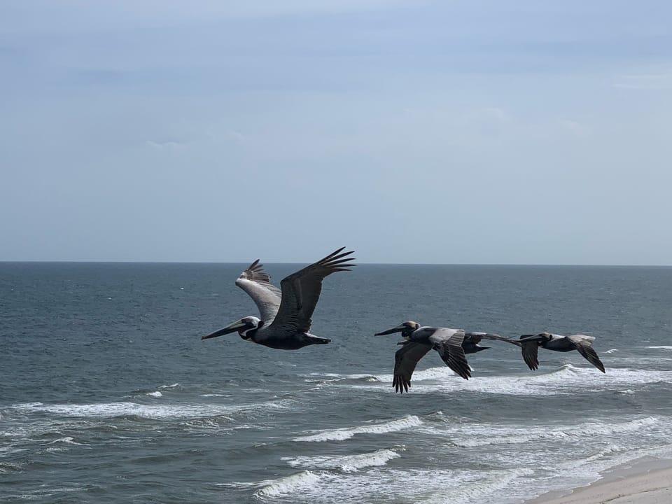 Pelican frequent flyers are not 25 feet from
your window.