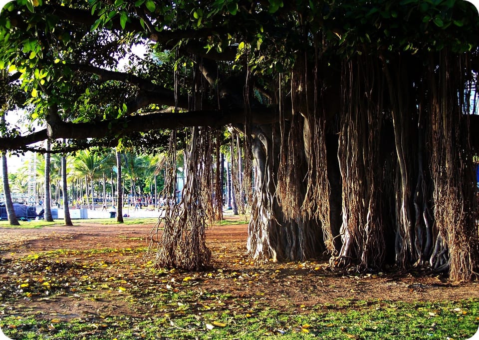 Kapiolani Park is close, and a great place to relax with the Banyan trees!