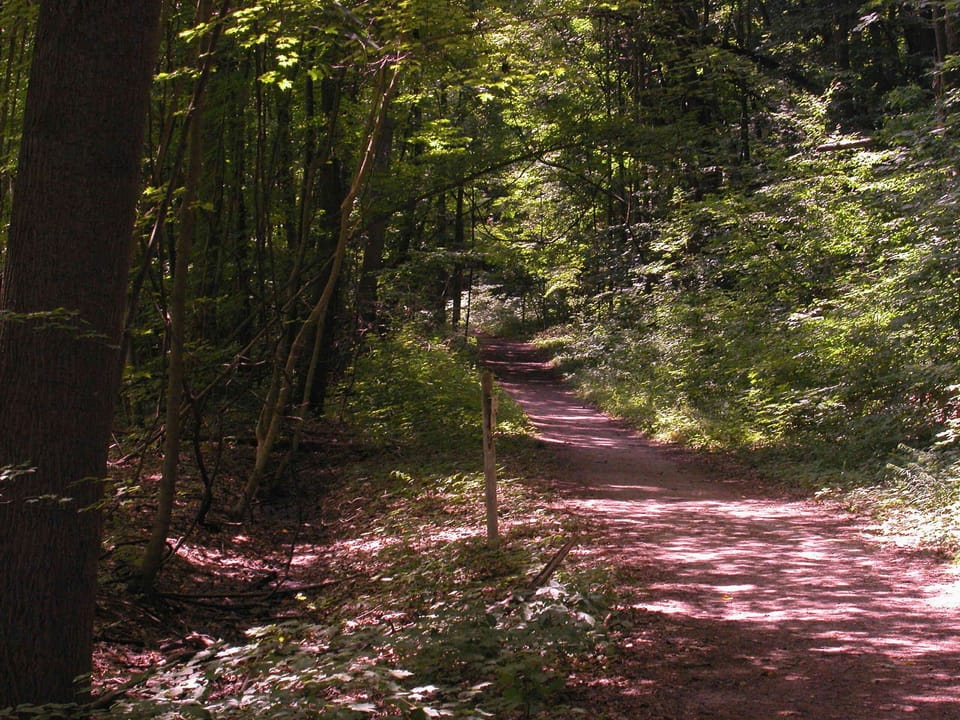 Canopy of trees leading to to top of dune to beach