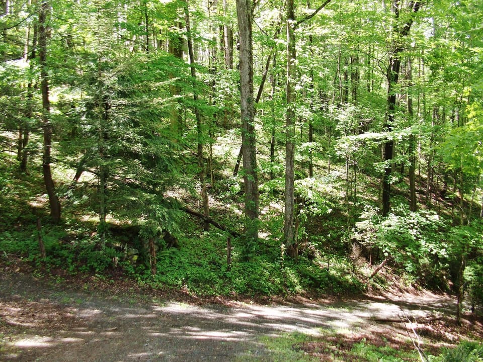 Sun dappled woods along driveway