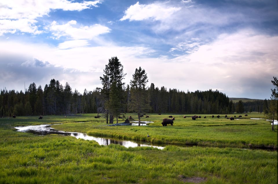 Madison River Yellowstone