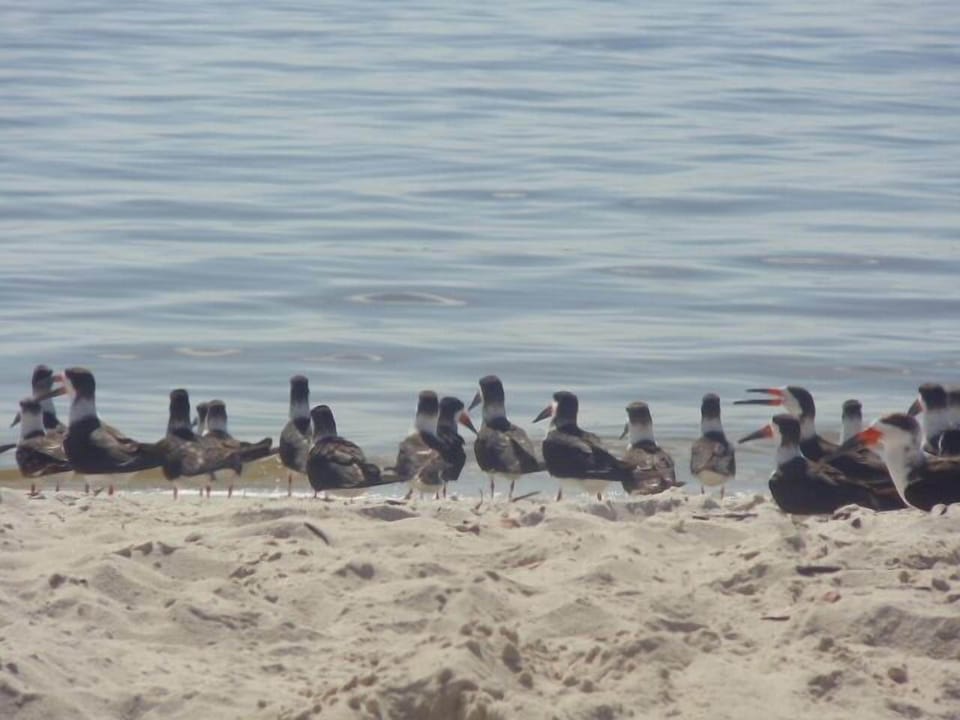 Seagulls at Port Charlotte Beach 1 mile down the street at Alligator Bay