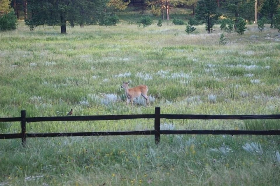 Deer in the front meadow