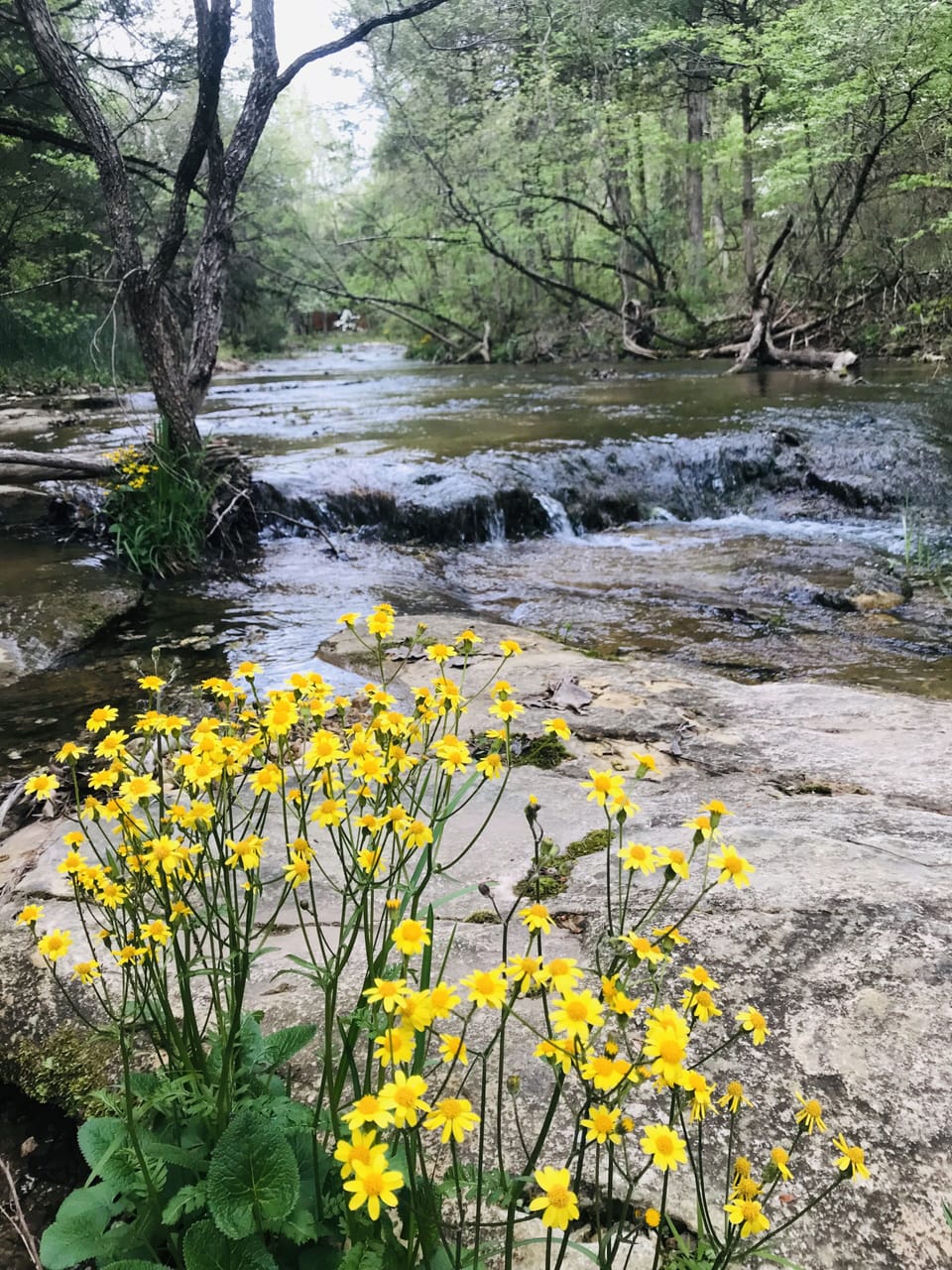 Spring flowers along the creek 