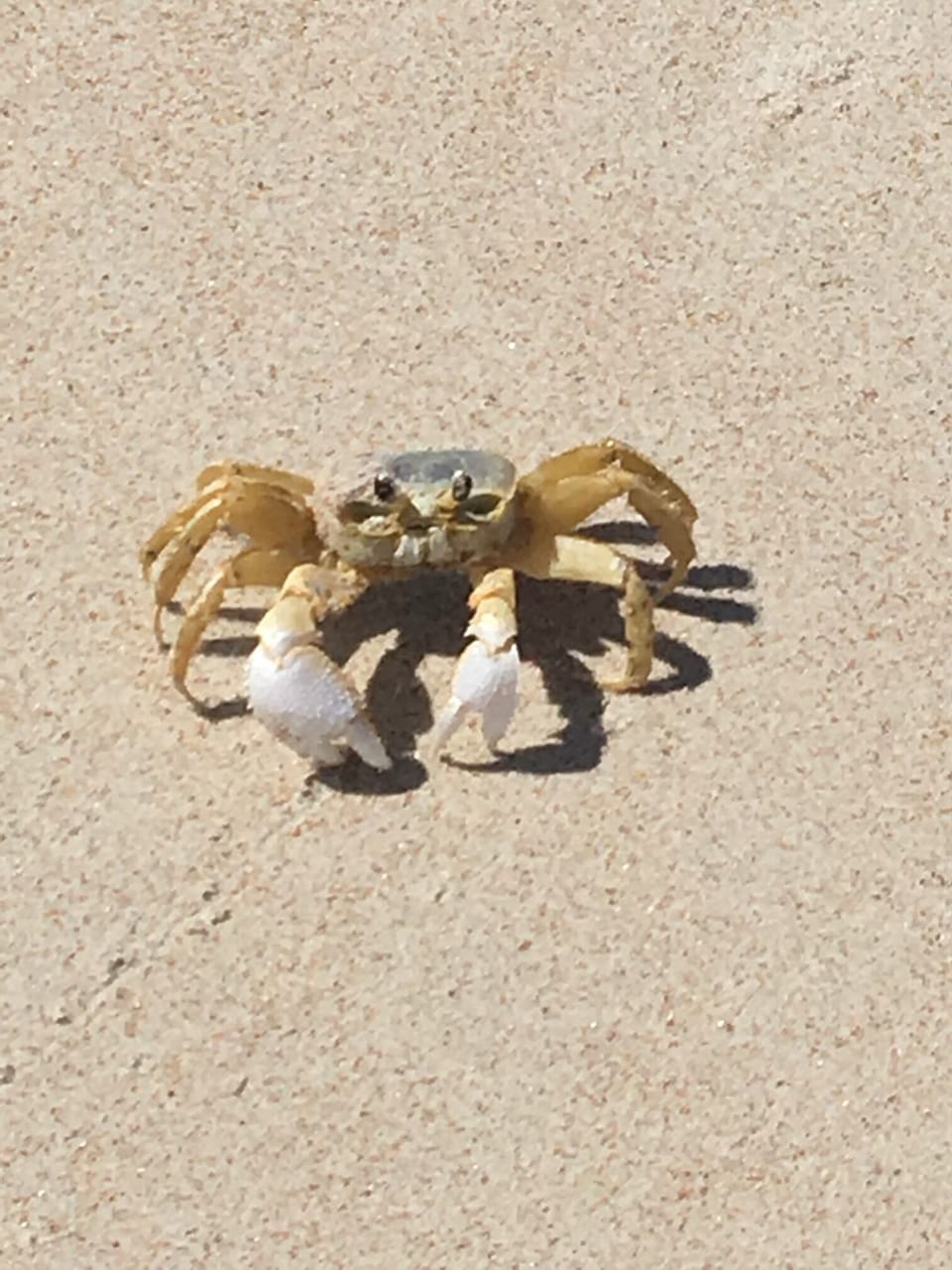 Another little friend