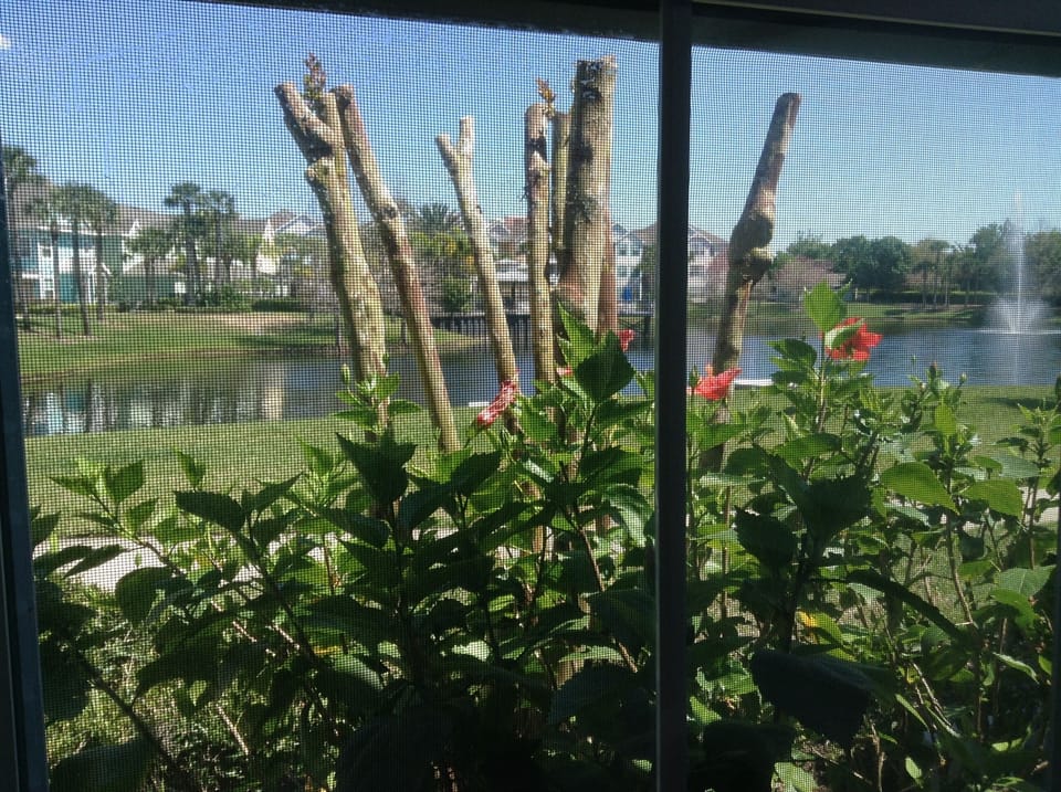 View from kitchen window
