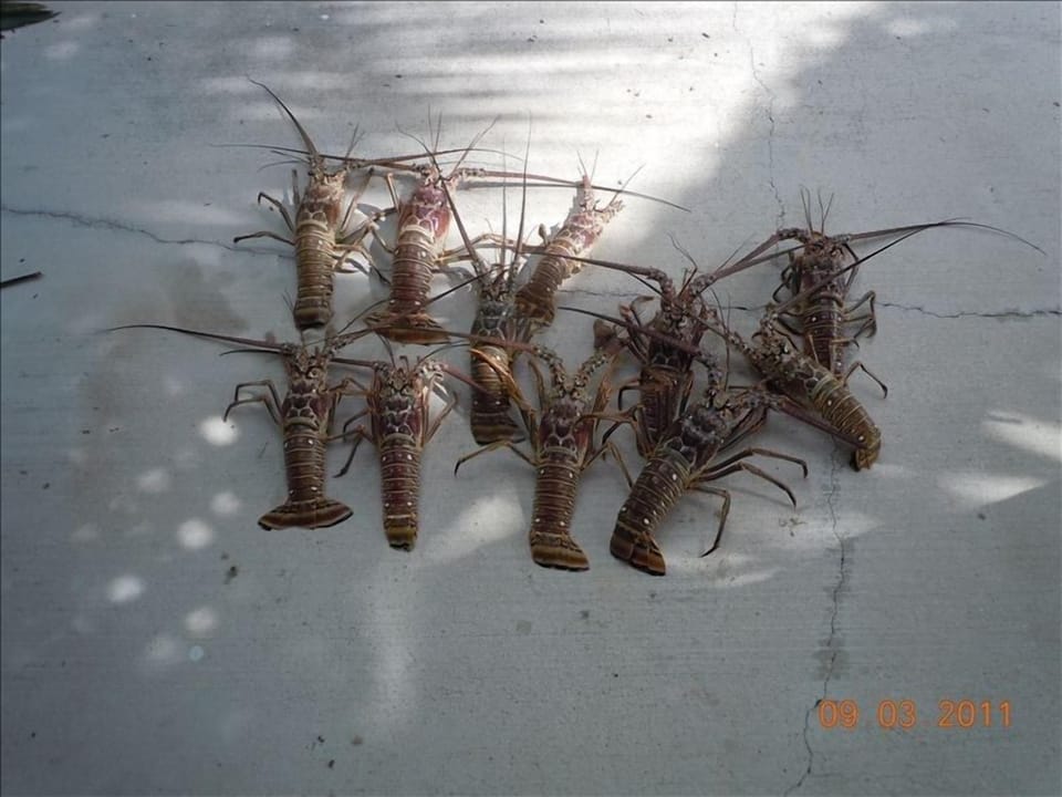 A GOOD day diving!! Yummy Florida lobster