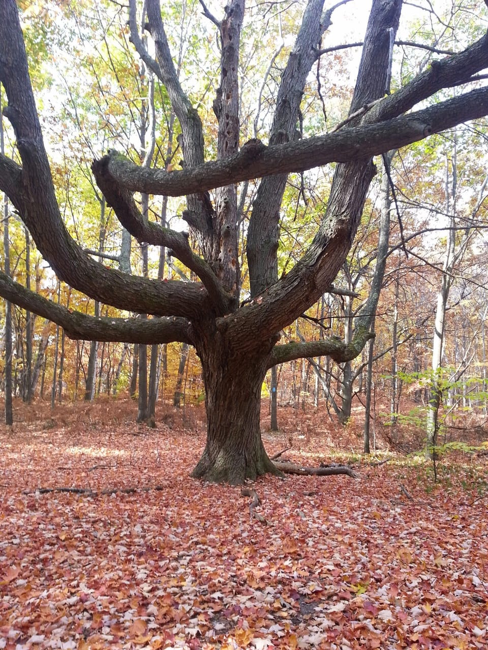Houdek Dunes trail in area - Maple Tree