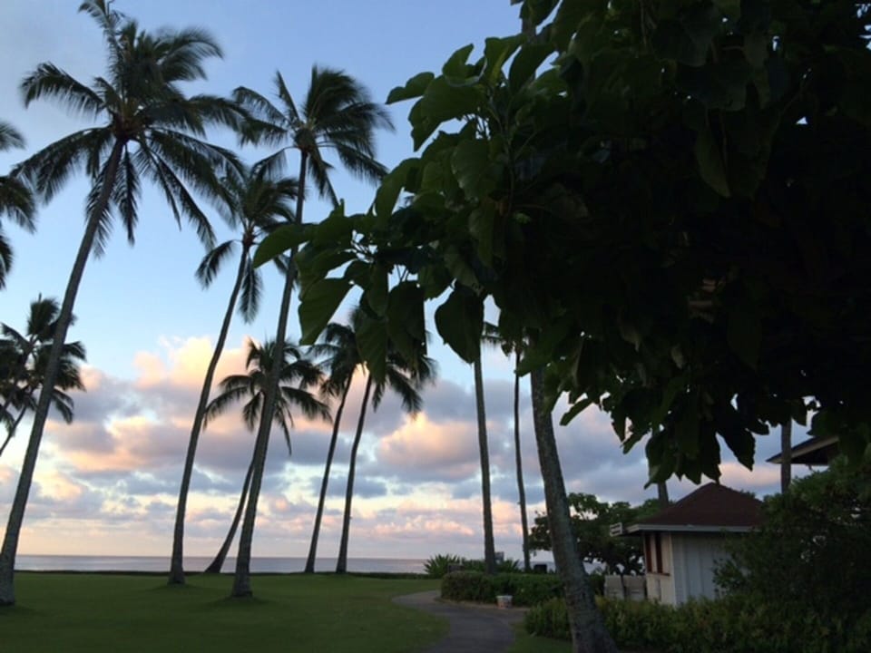 Palm tress on the great lawn at sunset