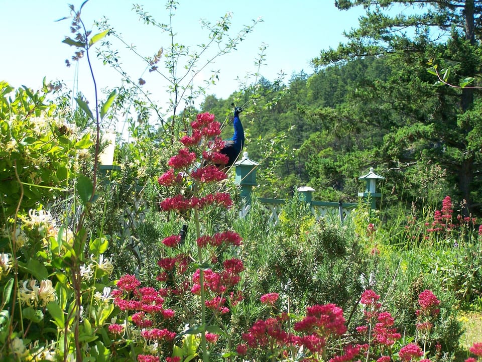 Flower gardens with visiting peacock.