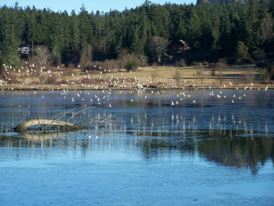 Our vibrant 20 acre estuary is always beautiful.  Wildlife galore!