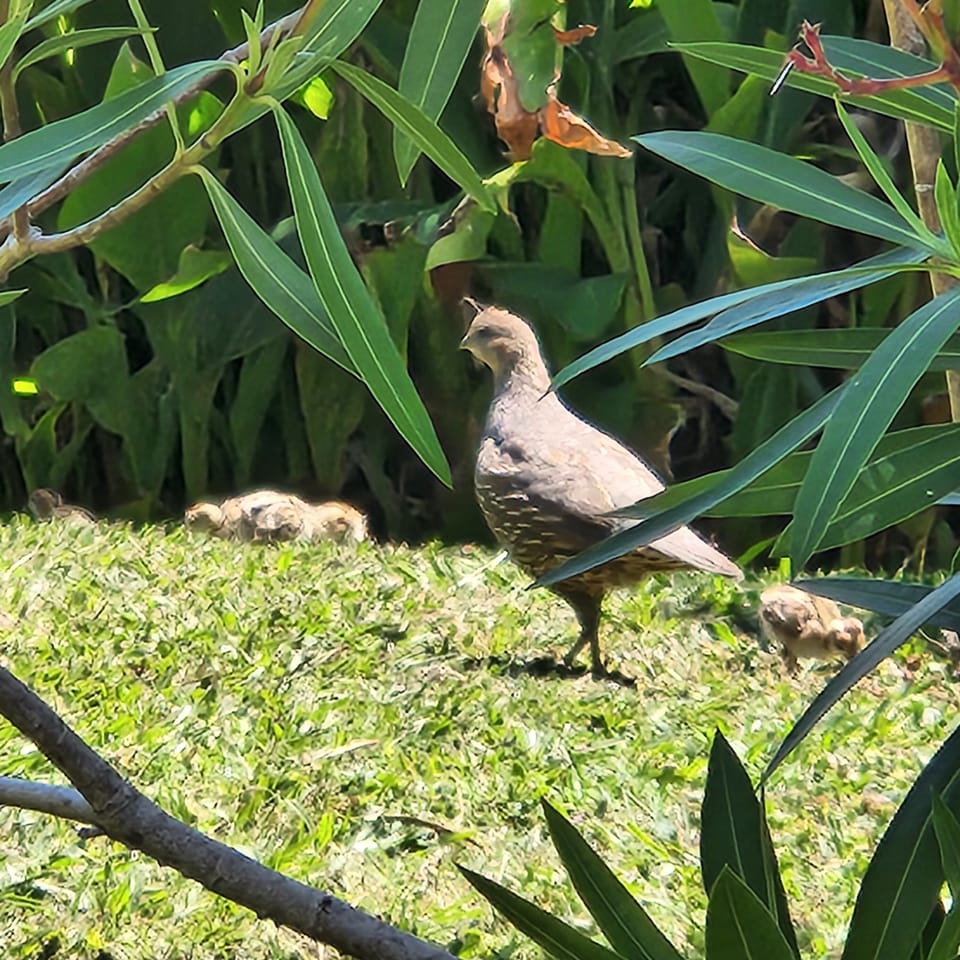 Local bird life