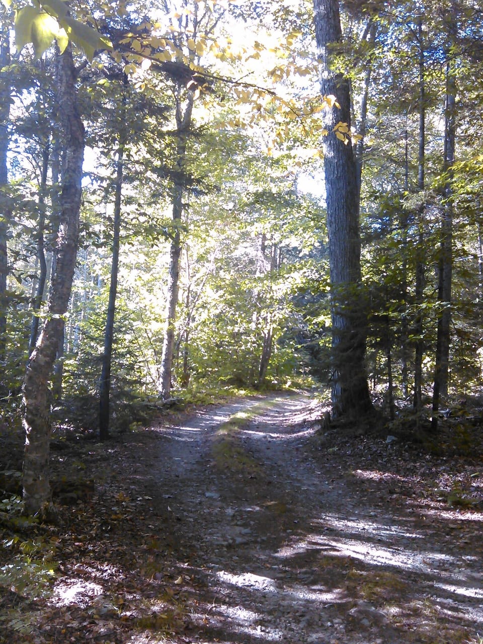 The lovely, private road and woods that lead to the cottage