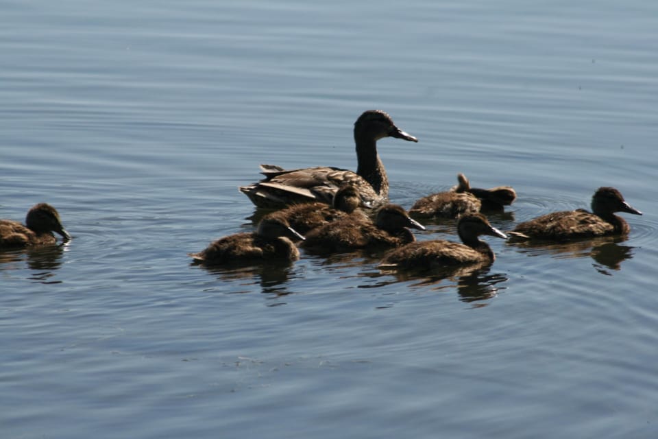 Lake area