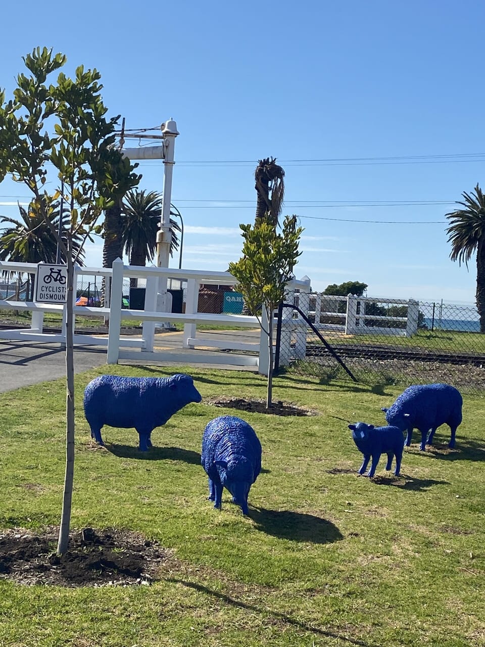 Guess where these little sheep live in Victor Harbor? A short walk will reveal!