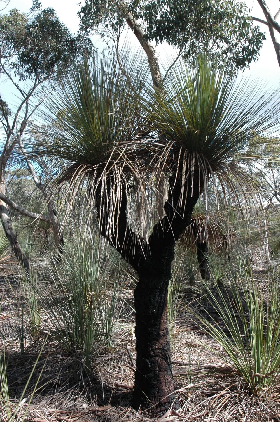 Xanthorrhoea