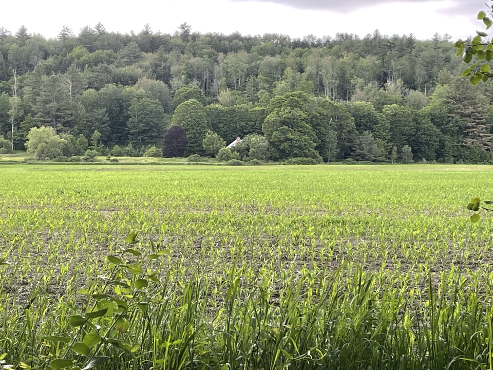 From Bike Path looking back at House Across Cornfield