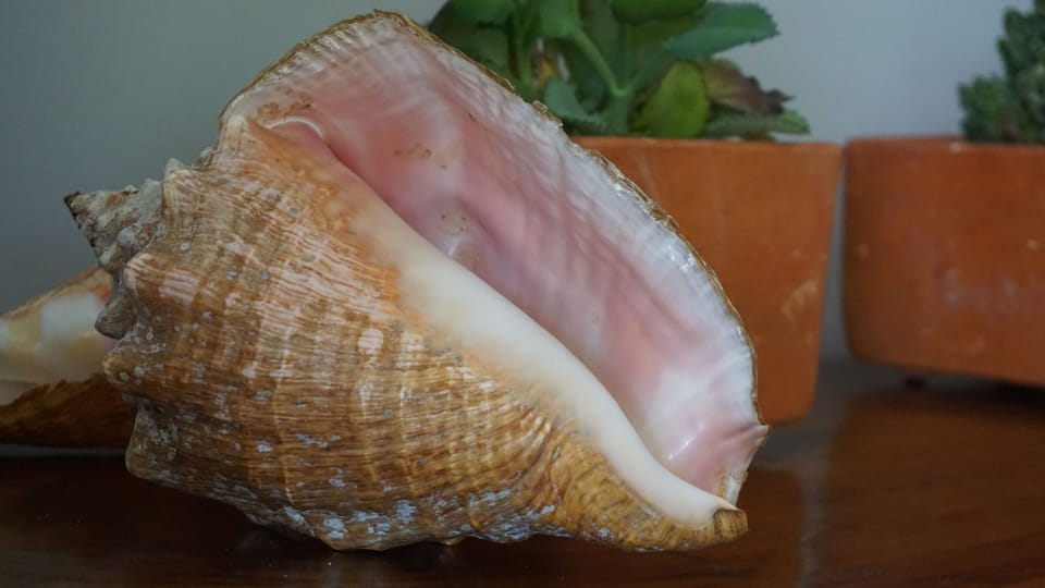 There is an array of conchs we have found at the beach