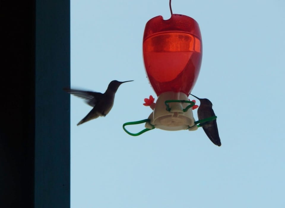 Summer visitors 