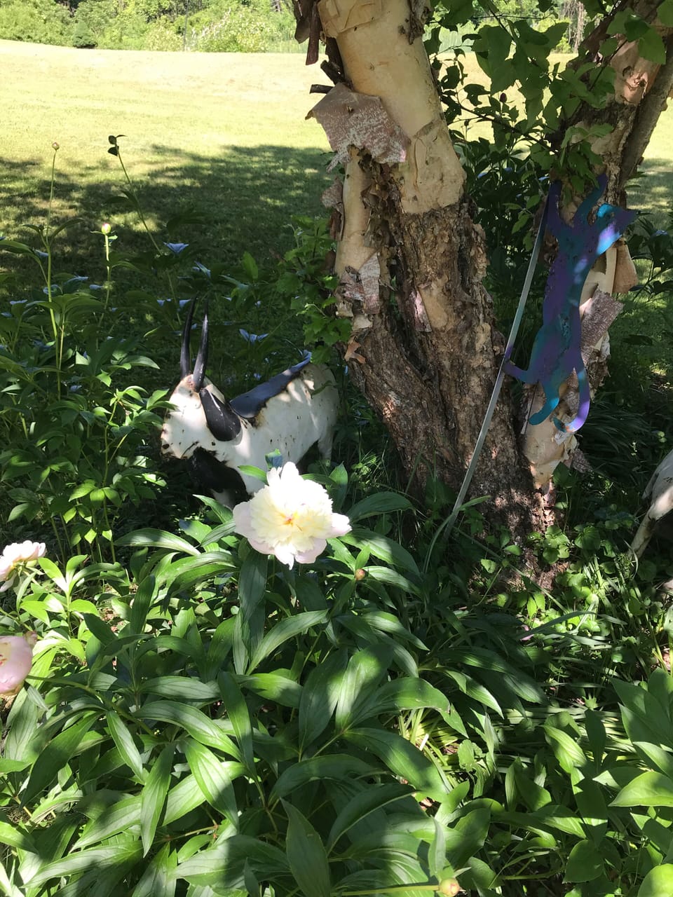 RedRiver Birch tree circled in lovely peonies and yard art