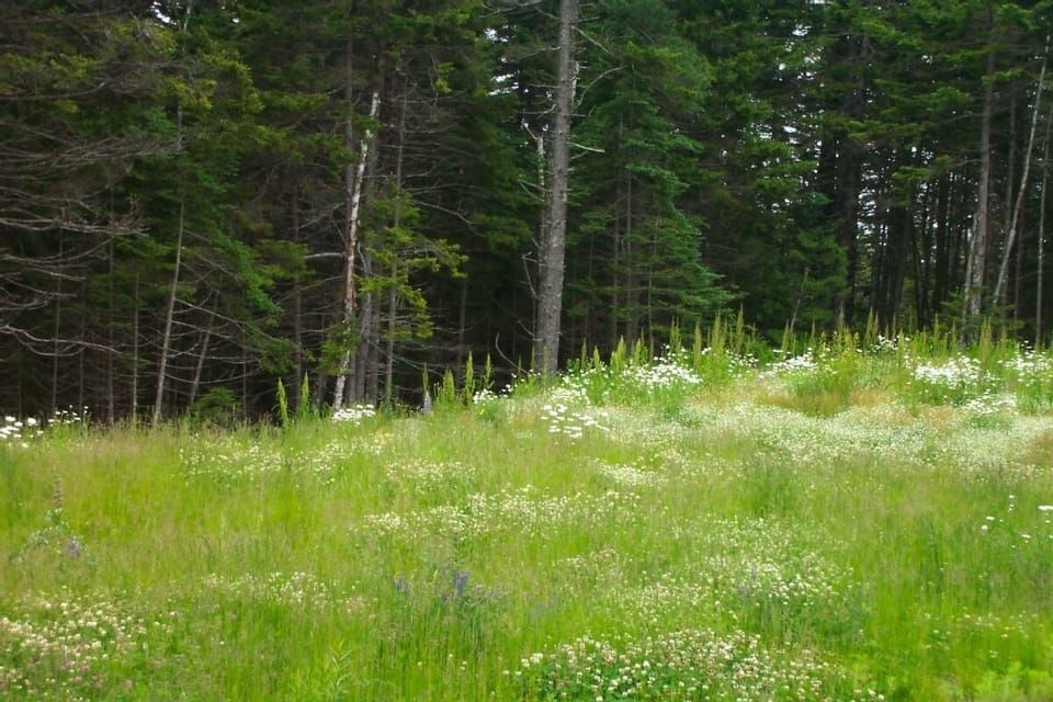 Spring/Summer view from Bedroom's South Window