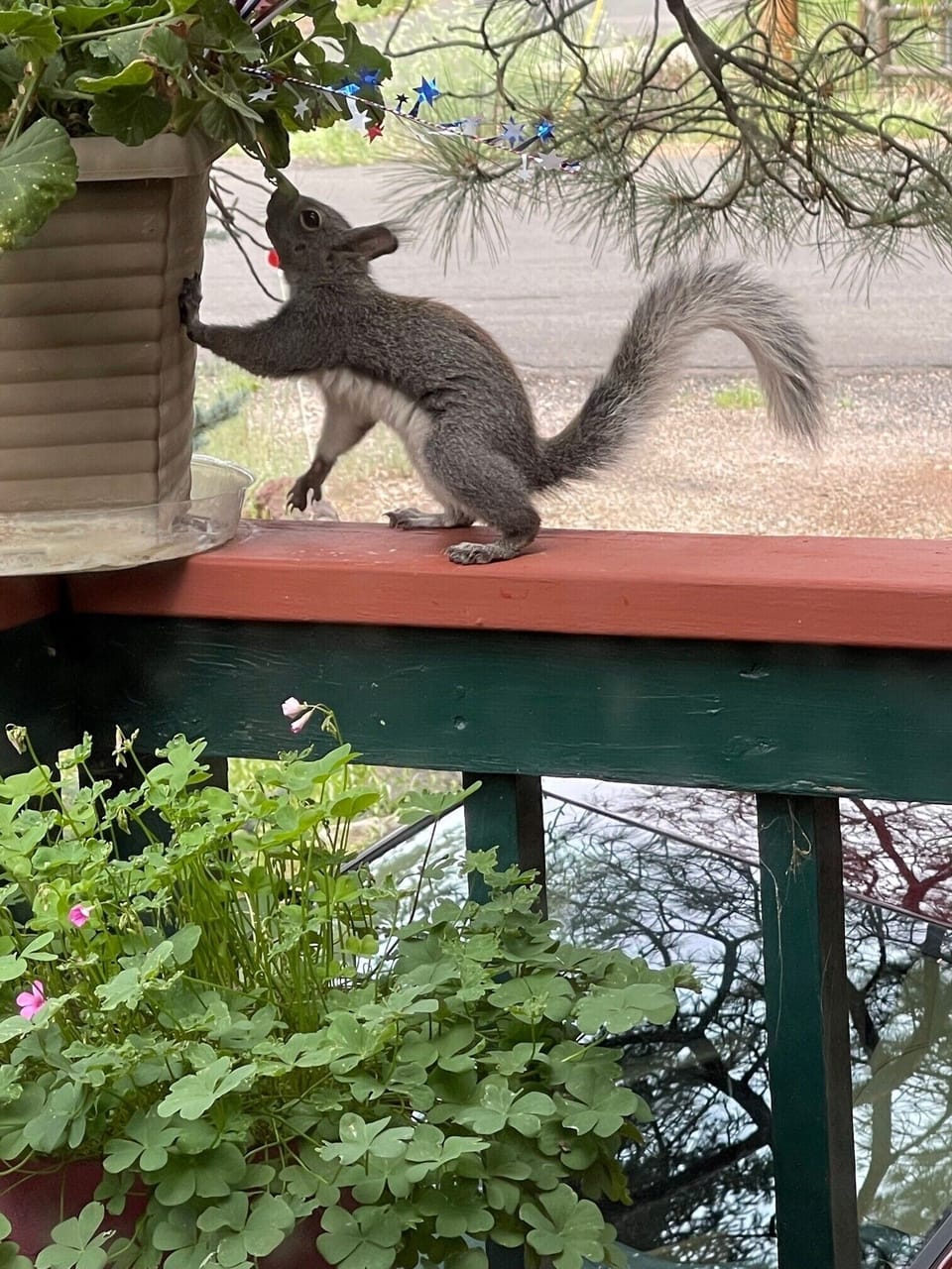 Squirrel's brunch on deck.
