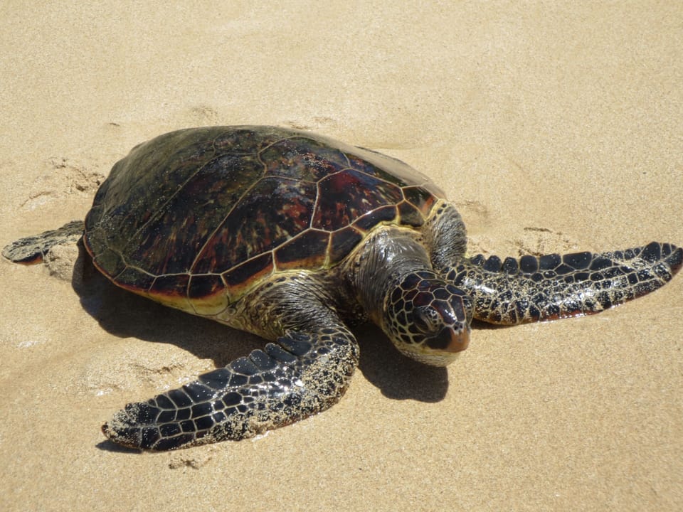 Turtles sometimes sun on the beach