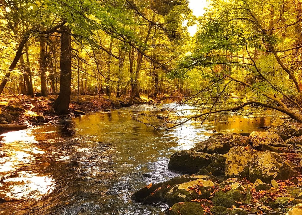 Catch the beauty and peace of the Fall season by the creek in the backyard!
