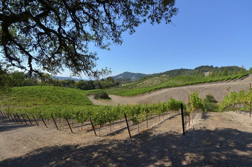 Another View of the Vineyard With Pinot Noir