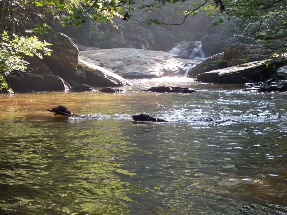 Smokey and Boo Boo fetching sticks in the stream
