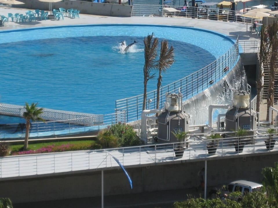 Swim or view the dolphins in Cabo San Lucas