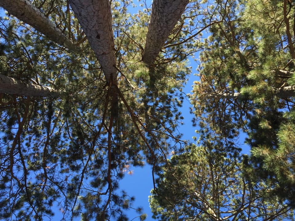 Towering Pines directly overhead on large main deck. Great for dining.