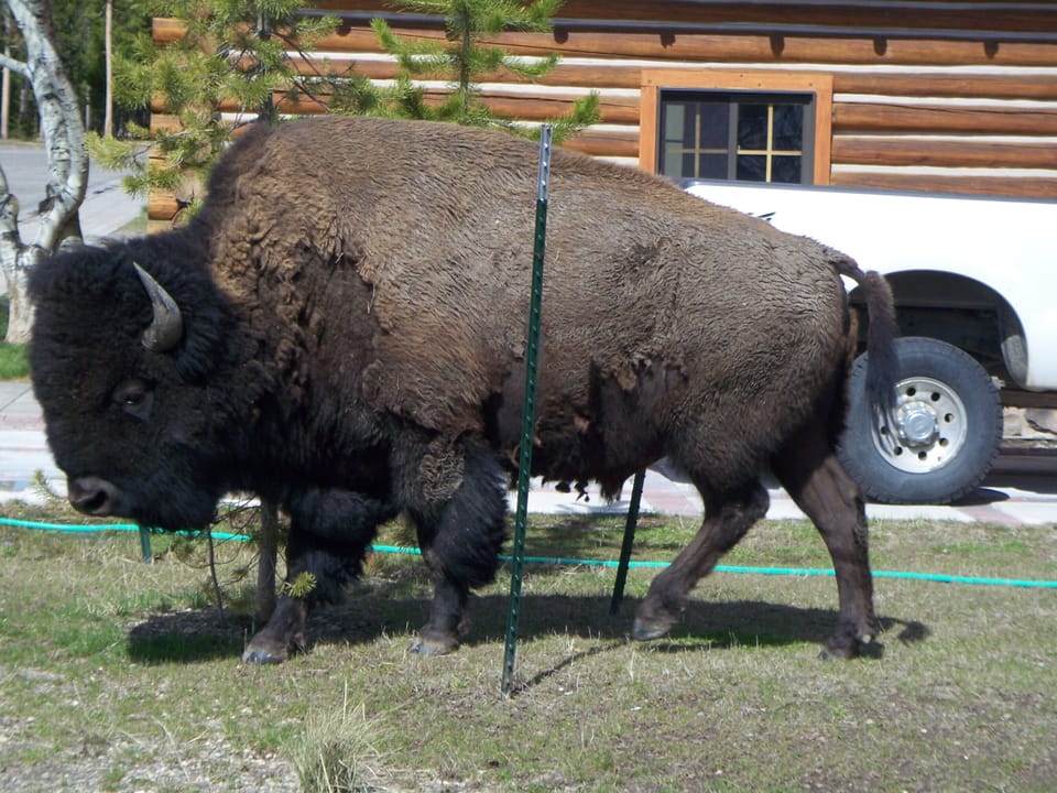 Bison visitor. He walked through newly planted lodge pole pine trees. 1 remains.