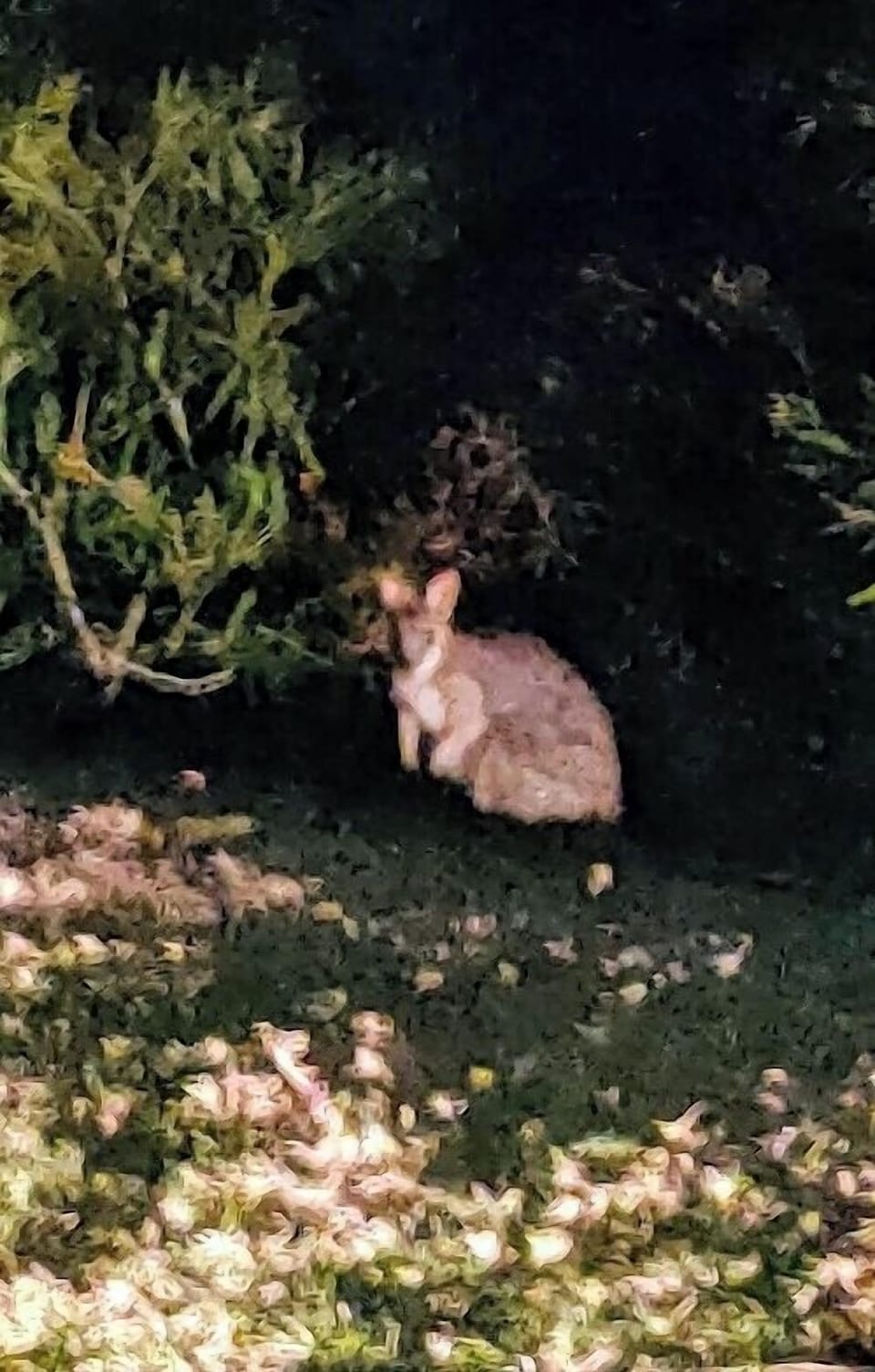 Wildlife wallabies on property.