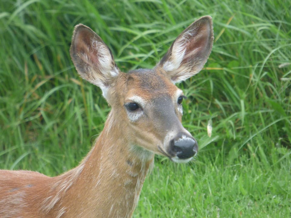 Resident Deer