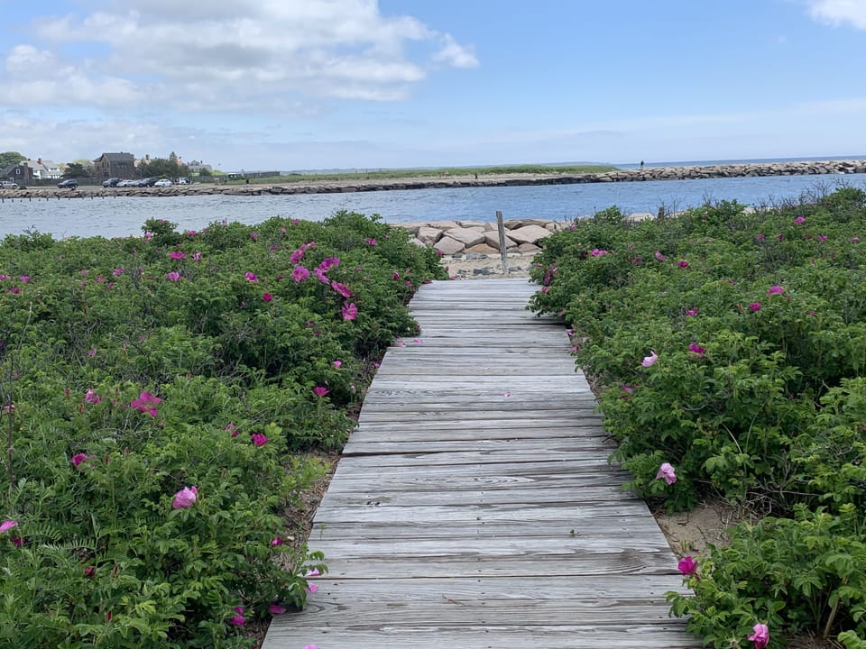 Our private path with boardwalk through fragrant searoses to the beach. 