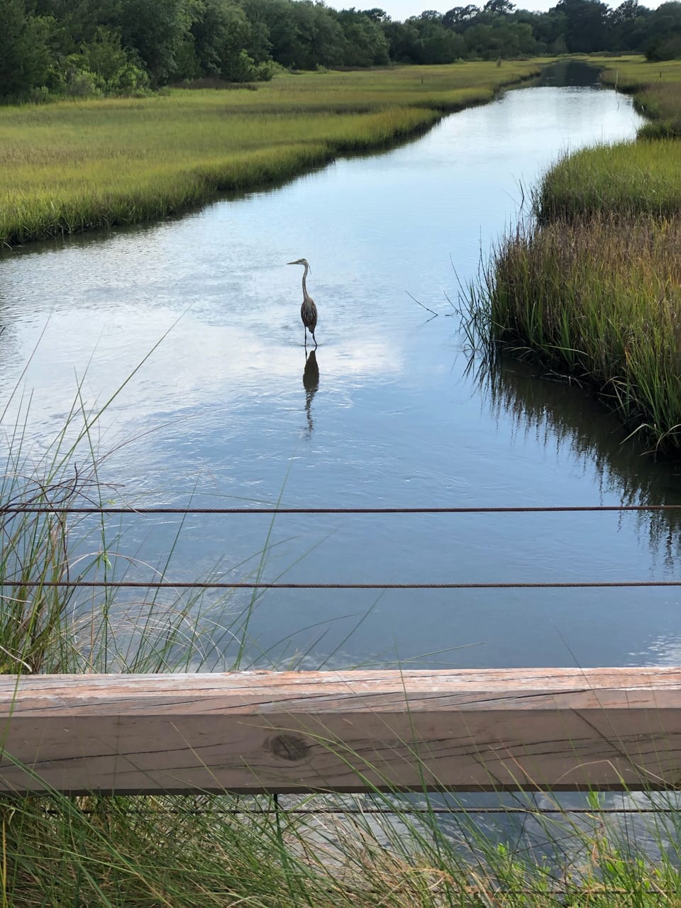 Beautiful scenery everywhere HERON Kiawah ;)