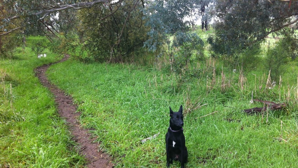 Mosey on the eastern walking track