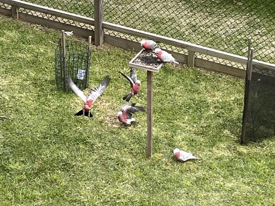 Feeding station. Bring seed and they will come