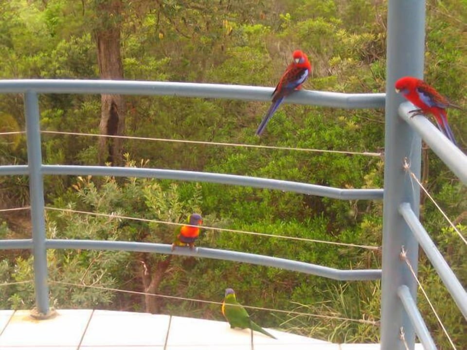 Some of the many birds nearby including King Parrots and Satin Bower Birds.