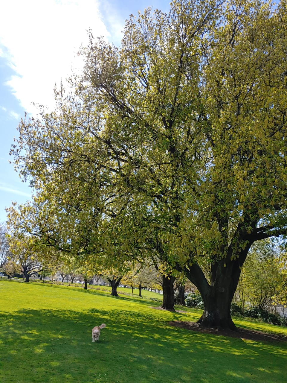 Beautiful Parks