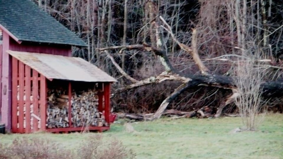 Woodshed with free wood for your use