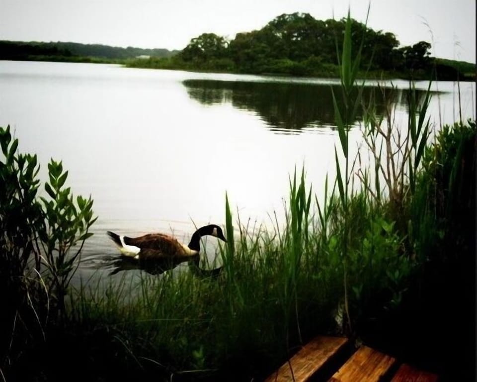 Another view of pond and a visiting neighbor.