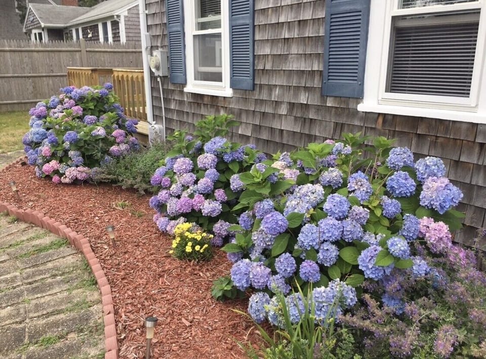 Hydrangeas in bloom!! 😊